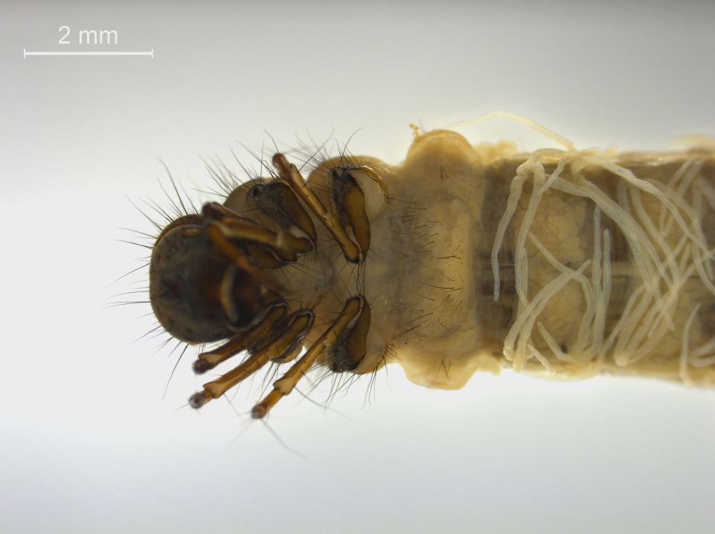 Limnephilus sparsus